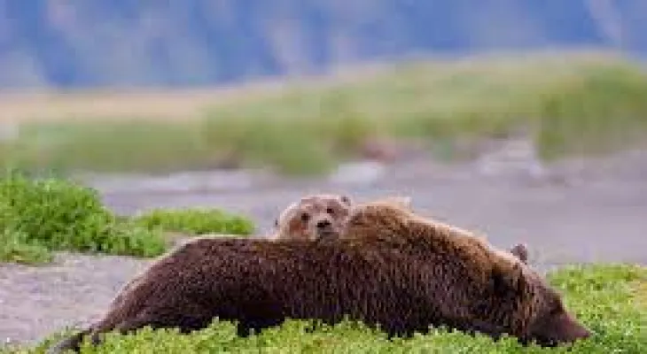 Biden Moves to End Doughnut Lures and Other Bear Hunting Tactics in Alaska