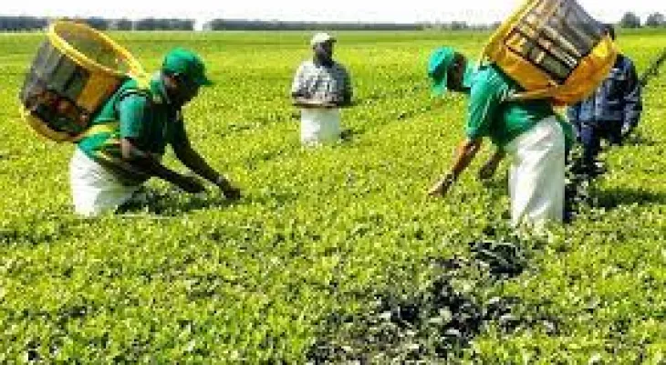 Tanzania: New National Strategy to Boost Organic Agriculture Looms