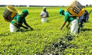 Tanzania: New National Strategy to Boost Organic Agriculture Looms