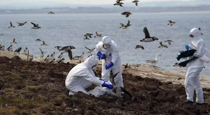 Wild birds develop immunity to avian influenza, 'encouraging sign' amid deadly pandemic