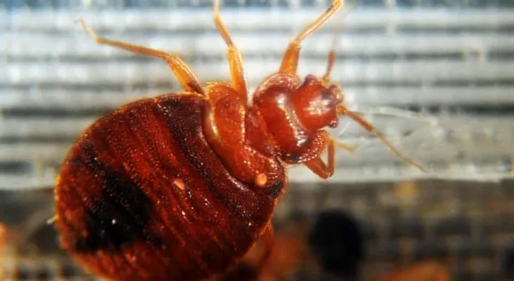 London Library Temporarily Shuts Down Due to Bedbug Infestation in Books