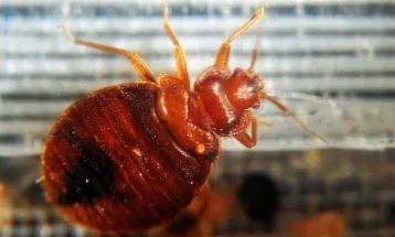 London Library Temporarily Shuts Down Due to Bedbug Infestation in Books