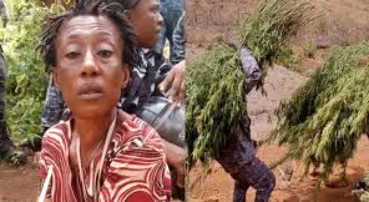 Regional Police Commander Leads Successful Raid on Cannabis Plantation in Freetown