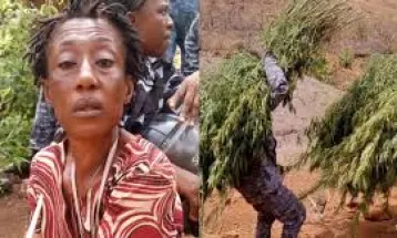 Regional Police Commander Leads Successful Raid on Cannabis Plantation in Freetown