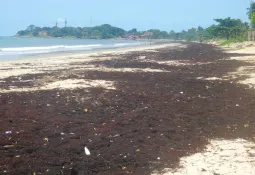 Seaweed Returns to Sierra Leone’s Coastal Beaches