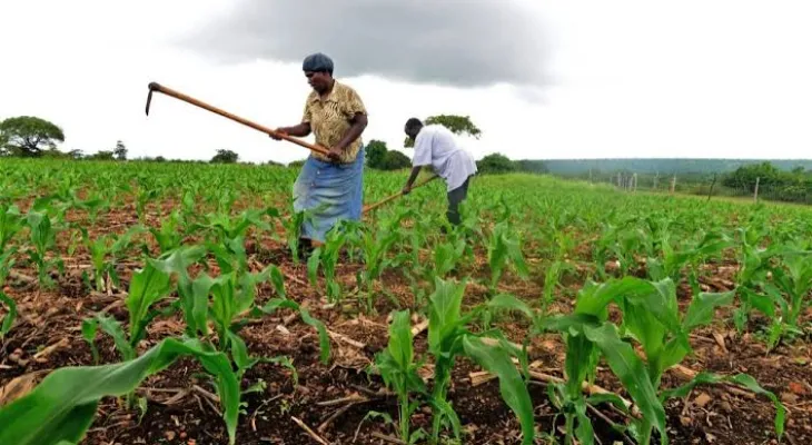 New Loan Scheme Launched to Boost Agriculture in Bum Chiefdom, Bonthe District