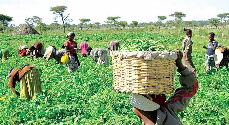 World Food Day: Agriculture Minister Donates Combined Harvester to Agribusinesses