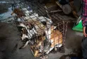 New Campaign Targets Animal Cruelty and Dog, Cat Consumption in Kailahun