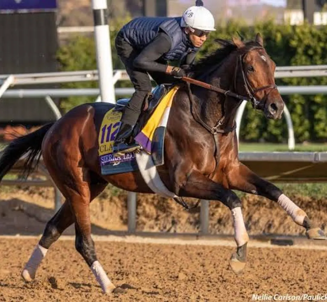 Breeders' Cup Classic Winner Sierra Leone Prepares for Saudi Cup