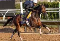 Breeders' Cup Classic Winner Sierra Leone Prepares for Saudi Cup