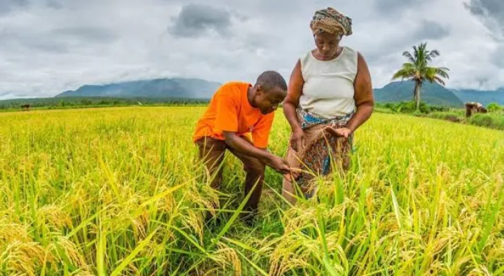 Agriculture Minister Highlights Progress in Sierra Leone’s Rice Production