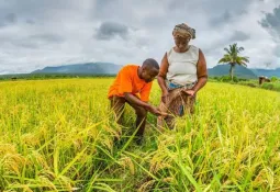 Agriculture Minister Highlights Progress in Sierra Leone’s Rice Production