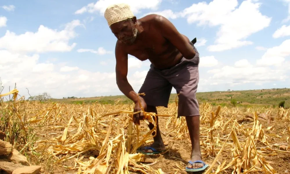 Traditional African crops including millet, sorghum and groundnuts in an agricultural setting