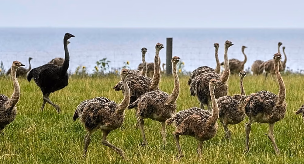 Ostrich at a South African farm amid allegations over feather removal practices