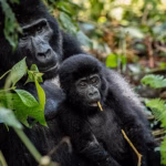 Community members and students planting trees near Bwindi Impenetrable National Park in Uganda