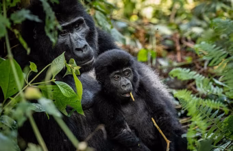 Community tree planting near Uganda’s Bwindi Impenetrable National Park to protect mountain gorilla habitat