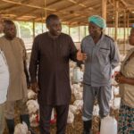 Agriculture Ministry Reviews Poultry Sector Ahead of World Food Day Events