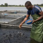 Aquaculture Gains Ground in Congo as Fish Shortages Deepen
