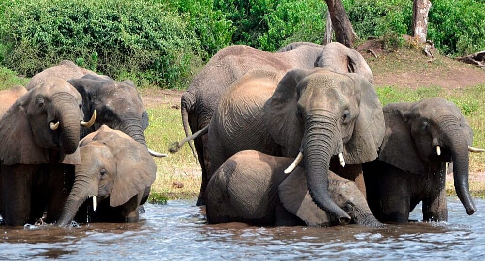 Elephants in Botswana during a wildlife conservation setting