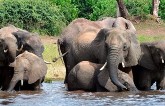 Elephants in Botswana during a wildlife conservation setting