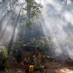 Dryland forest landscape illustrating the ecosystems targeted by FAO’s Call to Action