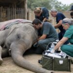 Foreign Veterinary Team Intensifies Care for Ailing Elephant in Karachi