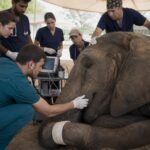 Foreign Veterinary Team Treats Ailing Elephant in Karachi