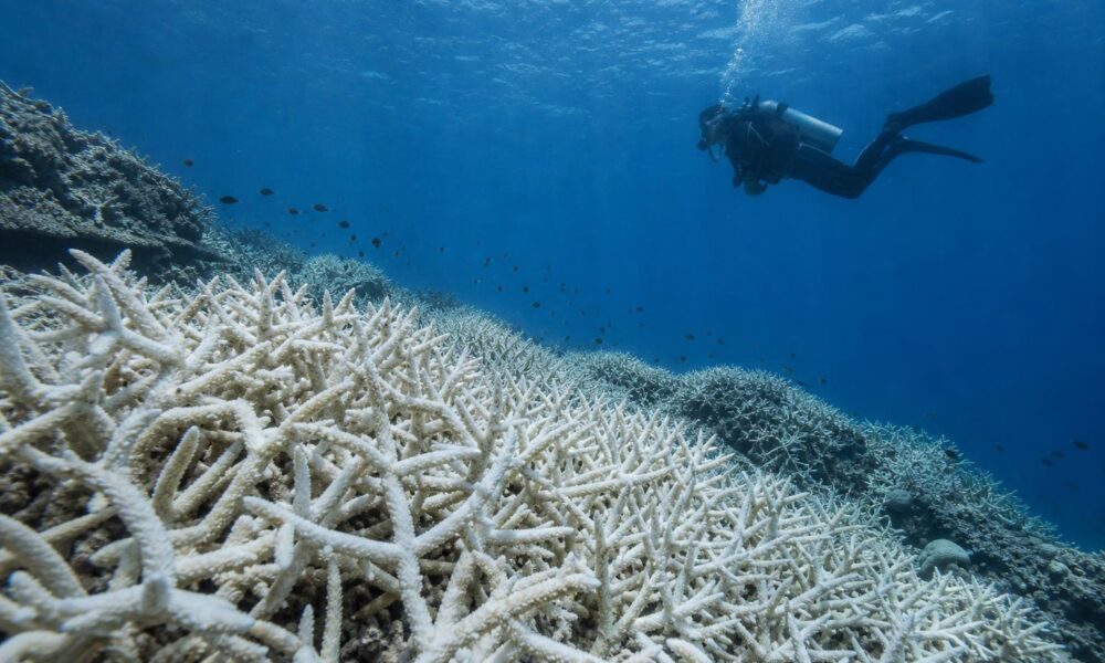 IUCN Warns 96% of Coral Reef Systems Face Critical Risk