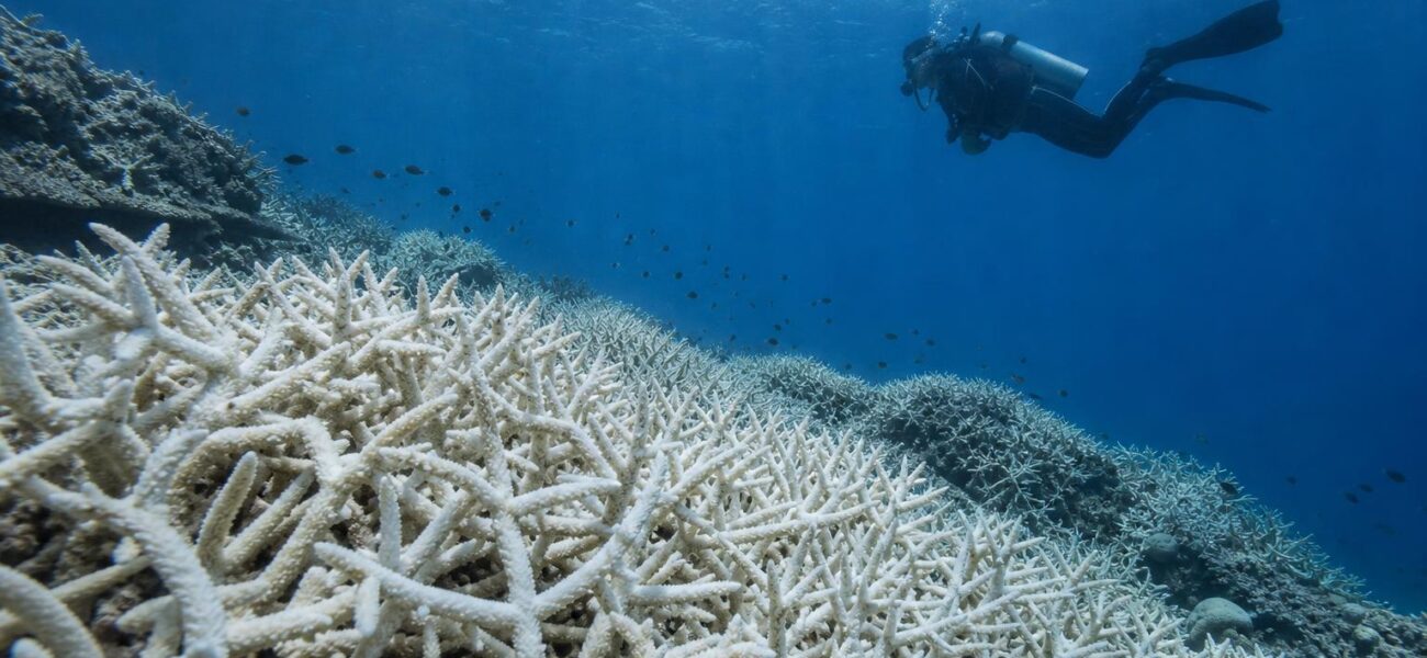 IUCN Warns 96% of Coral Reef Systems Face Critical Risk