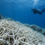 IUCN Warns 96% of Coral Reef Systems Face Critical Risk