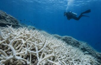 IUCN Warns 96% of Coral Reef Systems Face Critical Risk