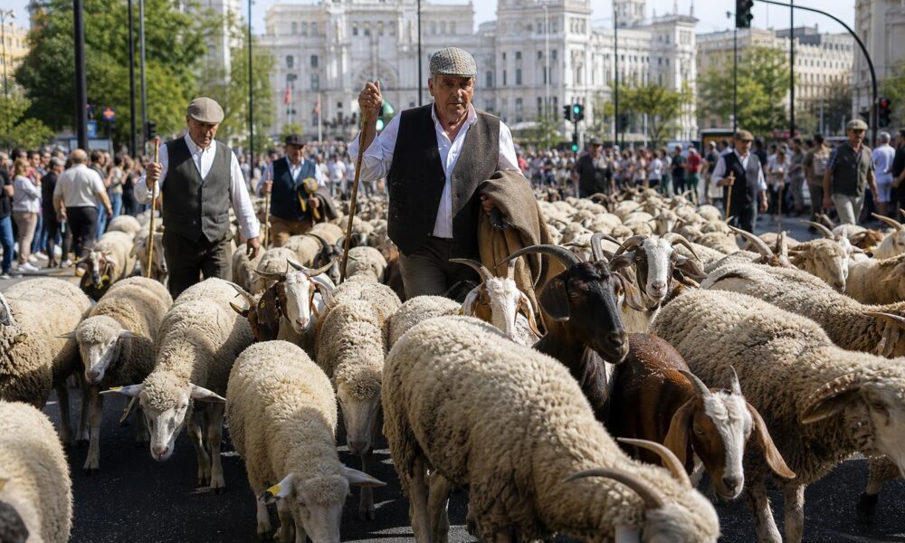 Sheep and Goats Bring Madrid Streets to Life for Transhumance Festival