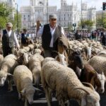 Sheep and Goats Bring Madrid Streets to Life for Transhumance Festival