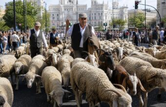 Sheep and Goats Bring Madrid Streets to Life for Transhumance Festival
