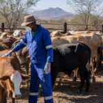 Namibia’s Foot-and-Mouth Outbreak Puts Farmers, Meat Trade Under Pressure