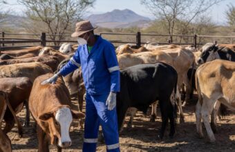 Namibia’s Foot-and-Mouth Outbreak Puts Farmers, Meat Trade Under Pressure