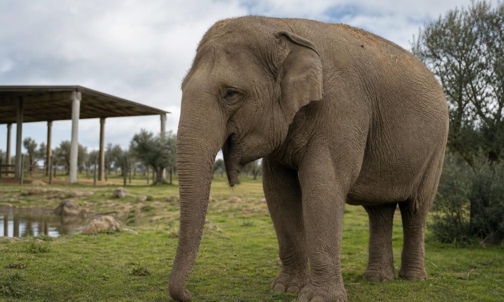 Portugal’s Last Circus Elephant Begins New Life at Alentejo Sanctuary