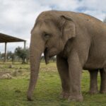 Portugal’s Last Circus Elephant Begins New Life at Alentejo Sanctuary