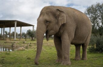 Portugal’s Last Circus Elephant Begins New Life at Alentejo Sanctuary
