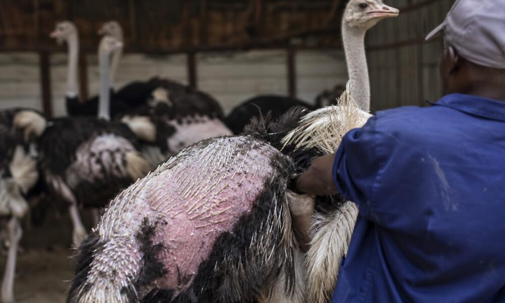 Investigation alleges painful feather removal at South African ostrich farms