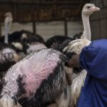 Investigation alleges painful feather removal at South African ostrich farms
