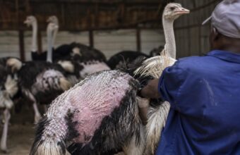 Investigation alleges painful feather removal at South African ostrich farms