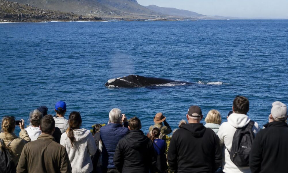Southern right whale sightings draw visitors to South Africa’s Hermanus