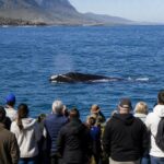 Southern right whale sightings draw visitors to South Africa’s Hermanus