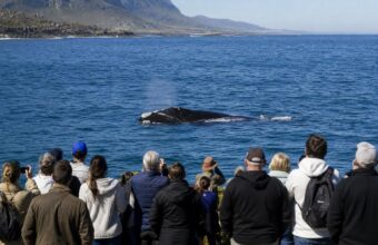Southern right whale sightings draw visitors to South Africa’s Hermanus