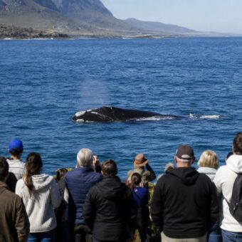 Southern right whale sightings draw visitors to South Africa’s Hermanus