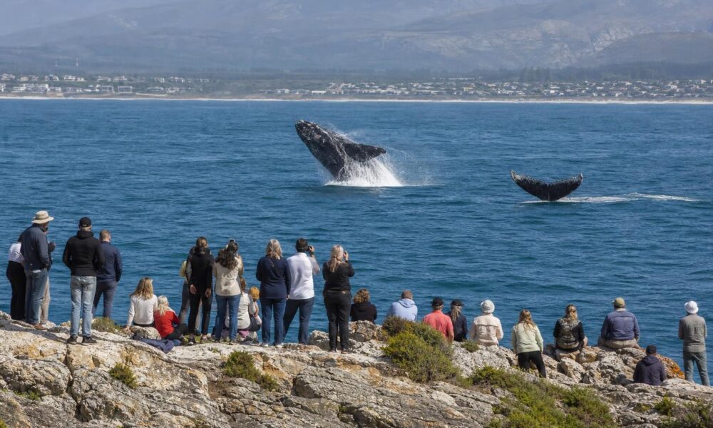 Whale Season Brings Visitors and Tourism Boost to Hermanus