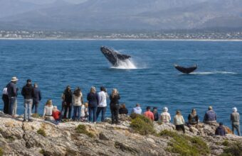 Whale Season Brings Visitors and Tourism Boost to Hermanus