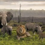 Wildlife Recoveries Offer Hope Amid Wider Population Decline