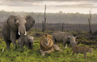 Wildlife Recoveries Offer Hope Amid Wider Population Decline